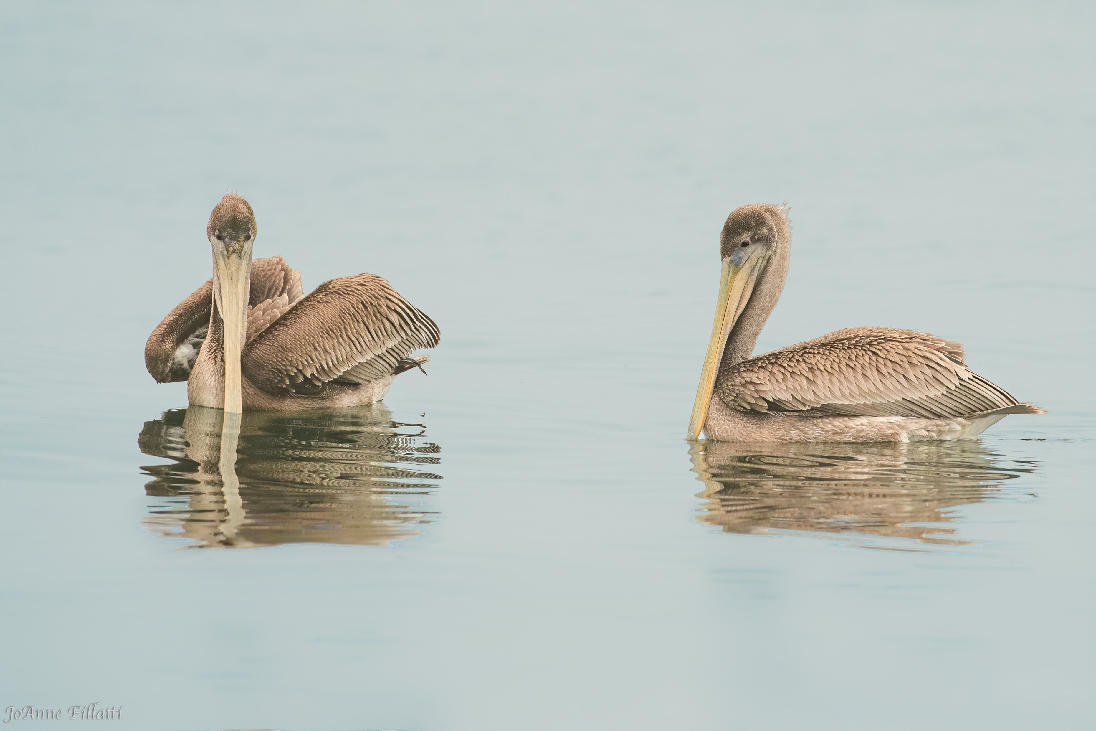 bird of California image 26